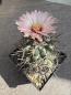Preview: Coryphantha poselgeriana